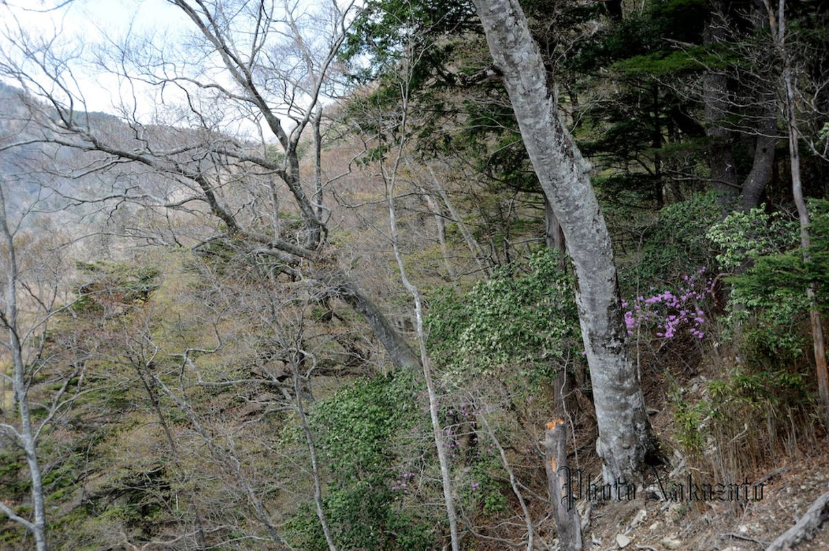 雲取山　日帰り登山